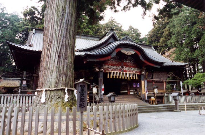 北口本宮冨士浅間神社の大杉