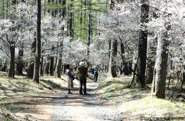 ふじざくら祭り