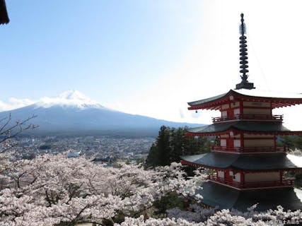 年中止 ふじざくら祭り アソビュー
