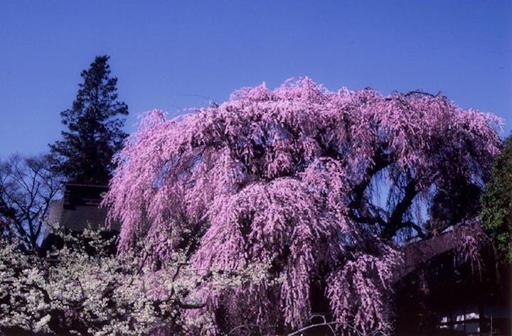 慈雲寺のイトザクラ