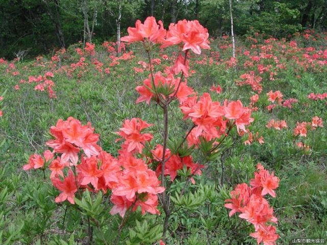 乙女高原のレンゲツツジ