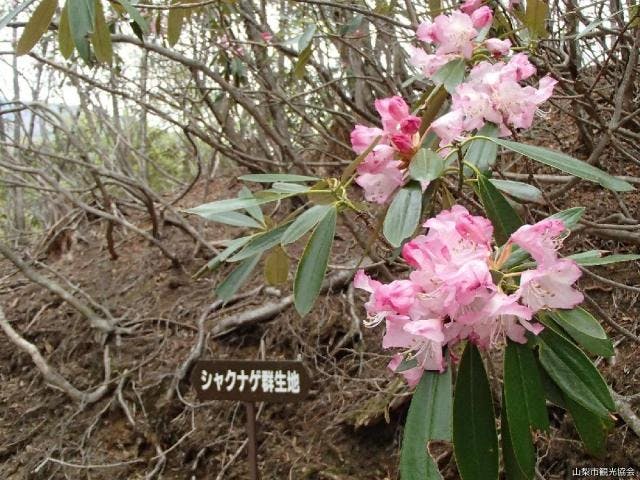 西沢渓谷のシャクナゲ