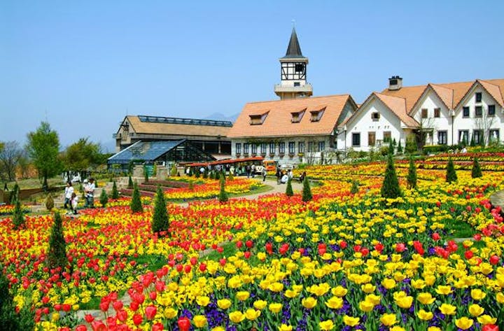 チューリップ祭り（山梨県北杜市）