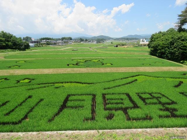 【中止】稲絵アートフェスティバル