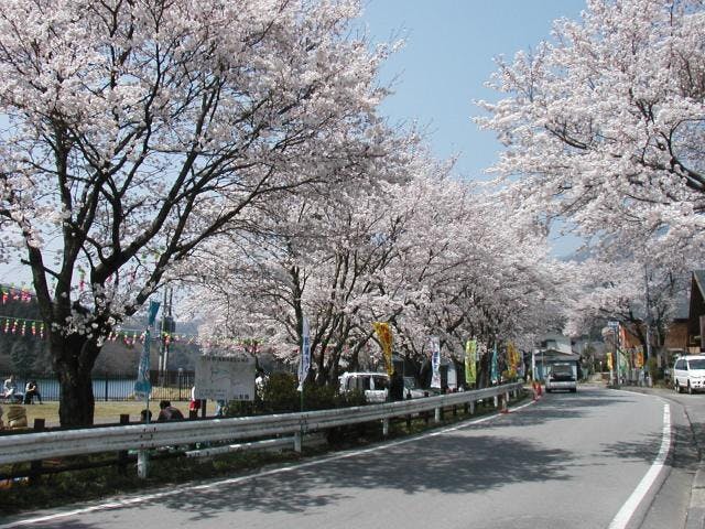 大野貯水池の桜