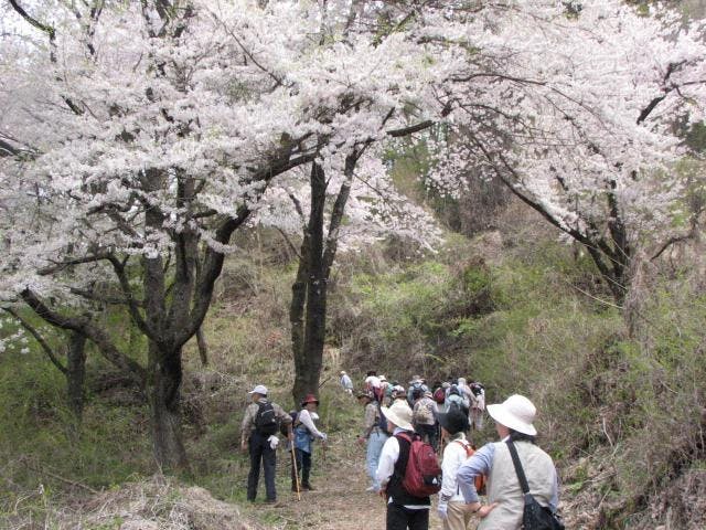 山の神千本桜