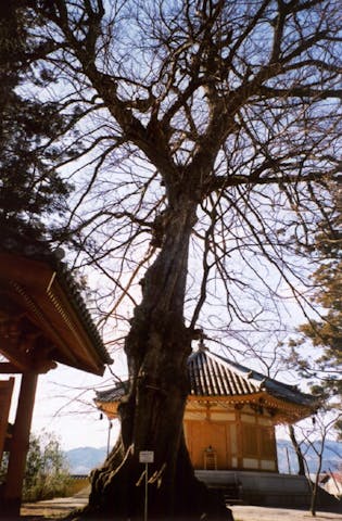 萬福寺のムクノキ