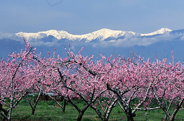 一宮町の桃の花