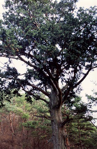 鴬宿峠のナンジャモンジャ