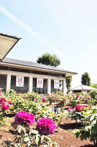 【2021年度開催中止】ぼたんの花まつり