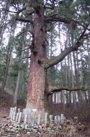 氷室神社の大杉