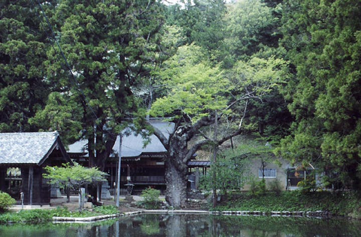 穂見諏訪十五所神社の大ケヤキ