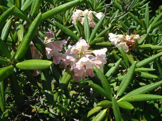 富士山御庭・奥庭の花