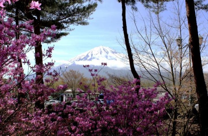 なるさわツツジ祭り