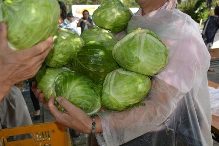 キャベツ祭り