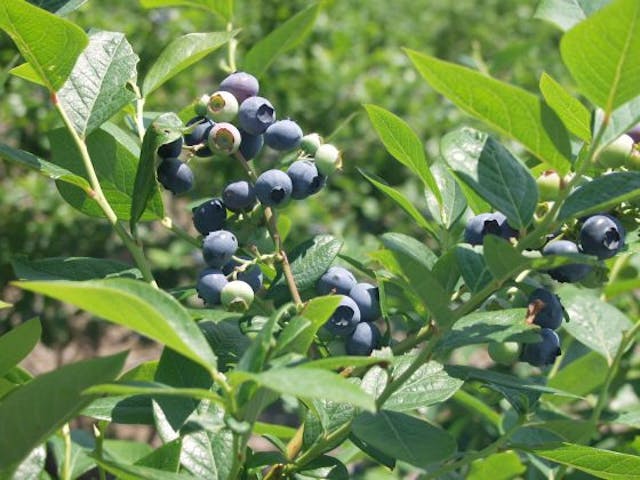 鳴沢村大木原・臼田和・砂細地区のブルーベリー狩り