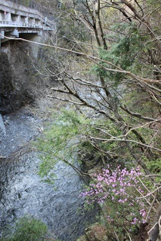 丹波渓谷沿いのミツバツツジ