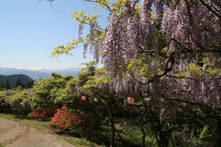 若穂山新田の藤棚