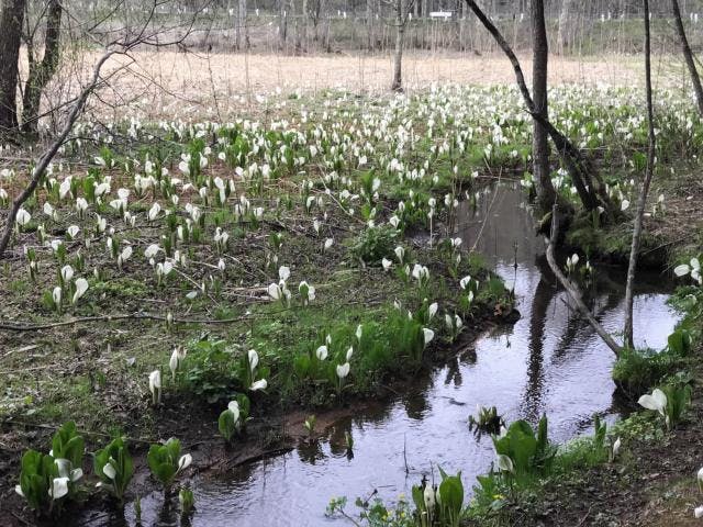 飯綱高原「大谷地湿原」の水芭蕉