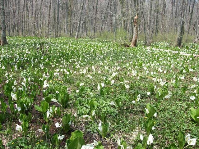 戸隠森林植物園・牧場入口・越水ヶ原の水芭蕉