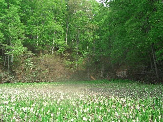 鬼無里奥裾花自然園（奥裾花渓谷）