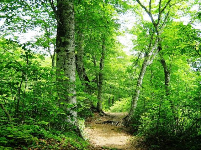 奥裾花自然園のブナ原生林