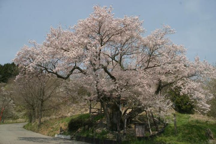 巡礼桜（塩生のエドヒガン）