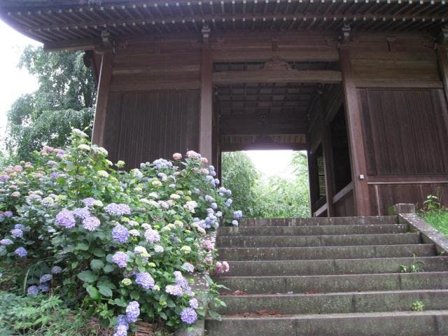 若穂蓮台寺のあじさい