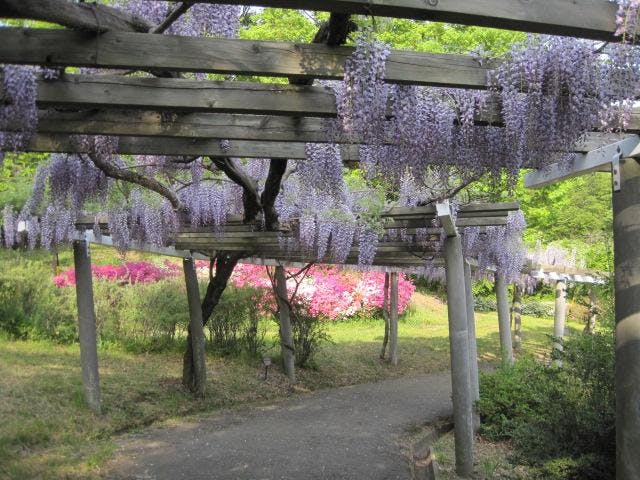 茶臼山自然植物園