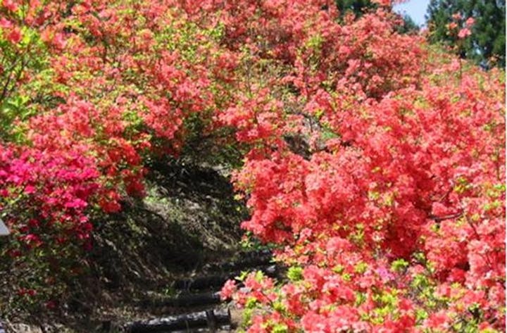 【中止】豊野つつじ山まつり