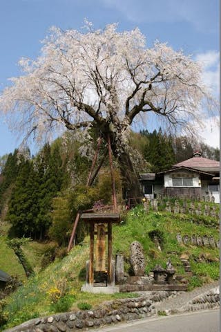 高橋のしだれ桜