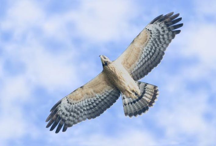 奈川一帯の野鳥、野生動物