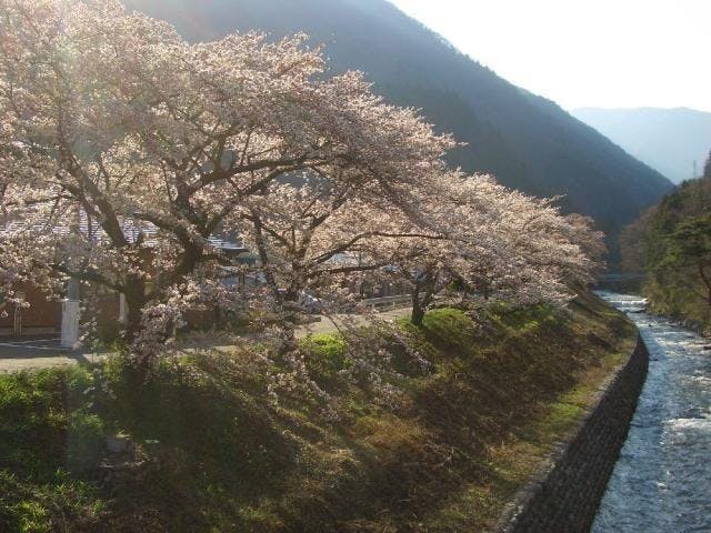 島々谷の桜