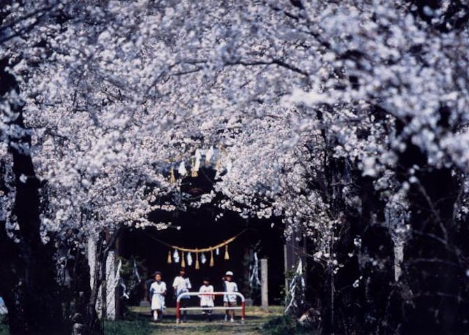 岩岡神社の桜