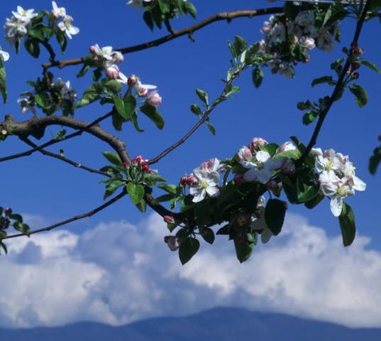上の原のりんごの花
