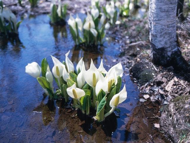 乗鞍高原の水芭蕉