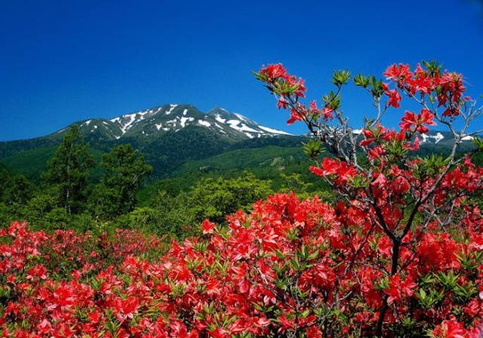 乗鞍高原のレンゲツツジ