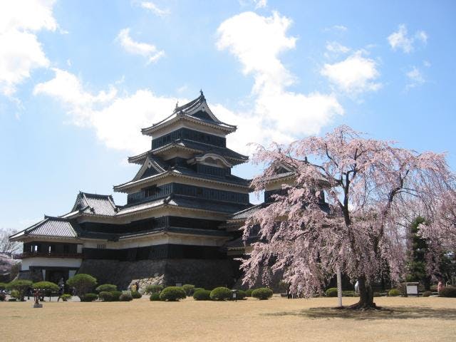 松本城清正公　駒つなぎの桜