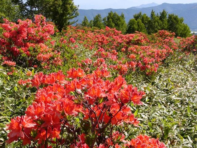 根子岳・菅平牧場のレンゲツツジ