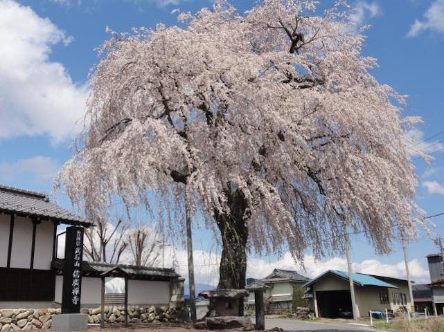 信廣寺のしだれ桜