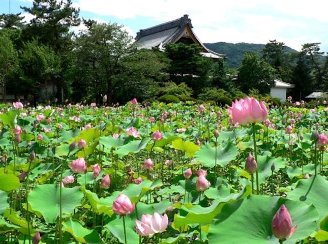 【開催中止】蓮のフェスタ in 信濃国分寺