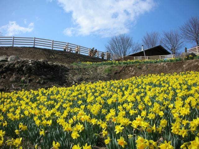 【開催中止】信州国際音楽村すいせんまつり2020