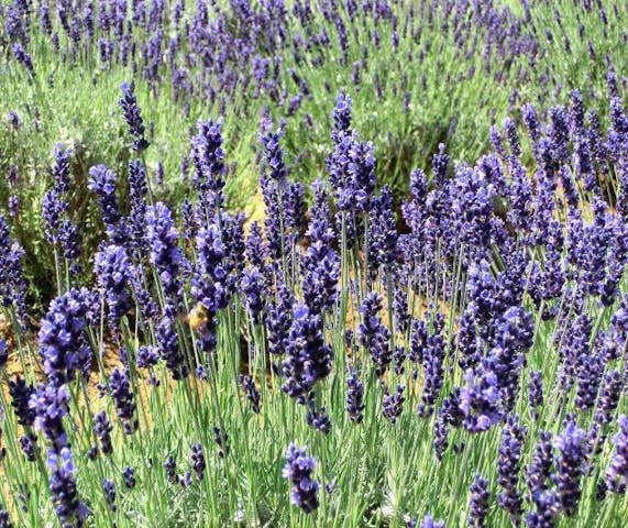 【開催中止】信州国際音楽村 ラベンダー祭り