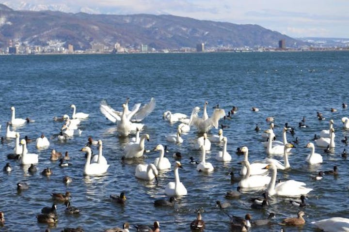 諏訪湖の白鳥