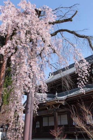 正永寺の枝垂れ桜