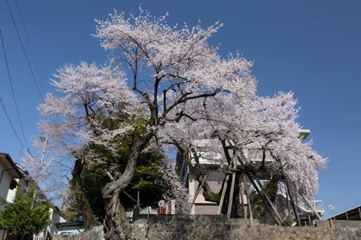 桜丸の夫婦桜