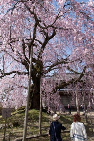 麻績の里 舞台桜