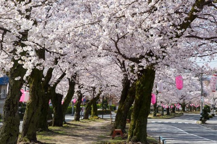 大宮通りの桜並木