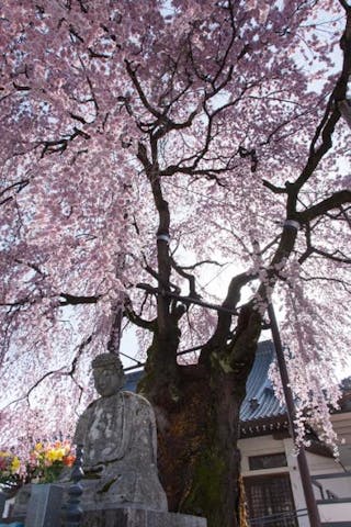 専照寺の枝垂れ桜