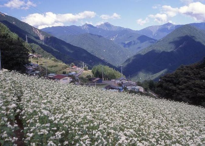 下栗の里のそばの花